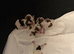 Beautiful Malshie puppies
