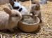 Adorable baby bunnies