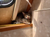 Cats for sale