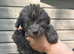 Pure silver bedlington terriers