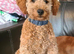 Male poodle pups for sale.