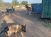 Outstanding foals for sale