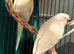 young budgies available Wa7 area