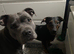 Staffy x dachshund jacky