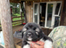 Coming soon! 7 beautiful, big, chunky pure bred Caucasian Shepherd pups for sale.