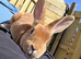 mini rex for sale