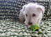One beautiful westie boy