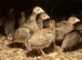 GUINEA FOWL KEETS / READY NOW TO COLLECT