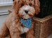 Teddy bear cavapoo