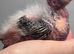 Adorable hand reared cockatiels