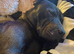 2yr old SharPei x Staffy