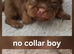 Imperial Shih Tzu Puppies