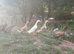 Beautiful indian runners