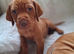 KC Registered Hungarian Vizsla Puppies