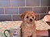 TINY HALF ASIAN TOY POODLES