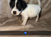 Stunning boy jack Russell pup