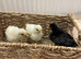New Chicks ready for new home