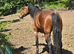 Saffie 14.2hh 3 year old