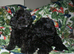 Cockapoo puppies