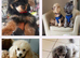 BEAUTUFUL KC PHANTOM MALE TOY POODLE FOR SALE