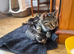 Two 11 week old kittens, looking for a forever home