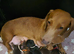 PRA CLEAR MINIATURE DACHSHUND GIRLS