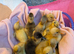 Beautiful hatch of Ducklings