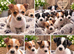 Litter of Jack Russell's pups
