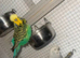 Show budgies