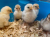 Pekin bantam chicks