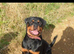 ROTTWEILER FOR STUD