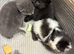 Beautiful kittens