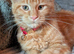 Mainecoon female