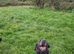 Lovely Adult Labrador