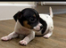 Girl Jack Russell