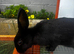mini lop x