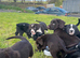 One last boy available! Beautiful litter of collie cross puppies