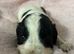 cocker spaniel pups for sale