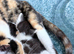 Four kittens two female two male