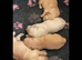 Beautiful RKC puppies golden retriever
