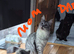 Beautiful silver  Maine coon kitten girl