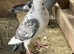 Racing pigeon for sale