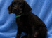 Labradoodle F1B Health clear pups