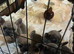 Four beautiful pups