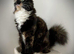 Grey Tabby Maine Coon /Ragdoll Cross Female