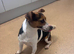 jack russel Girl