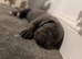 Cane corso pups
