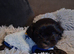 Stunning Shih Tzu puppies looking for Forever Homes