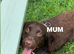 Chocolate cocker spaniels READY in 8 WEEKS!