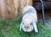 Lovely super friendly boy.